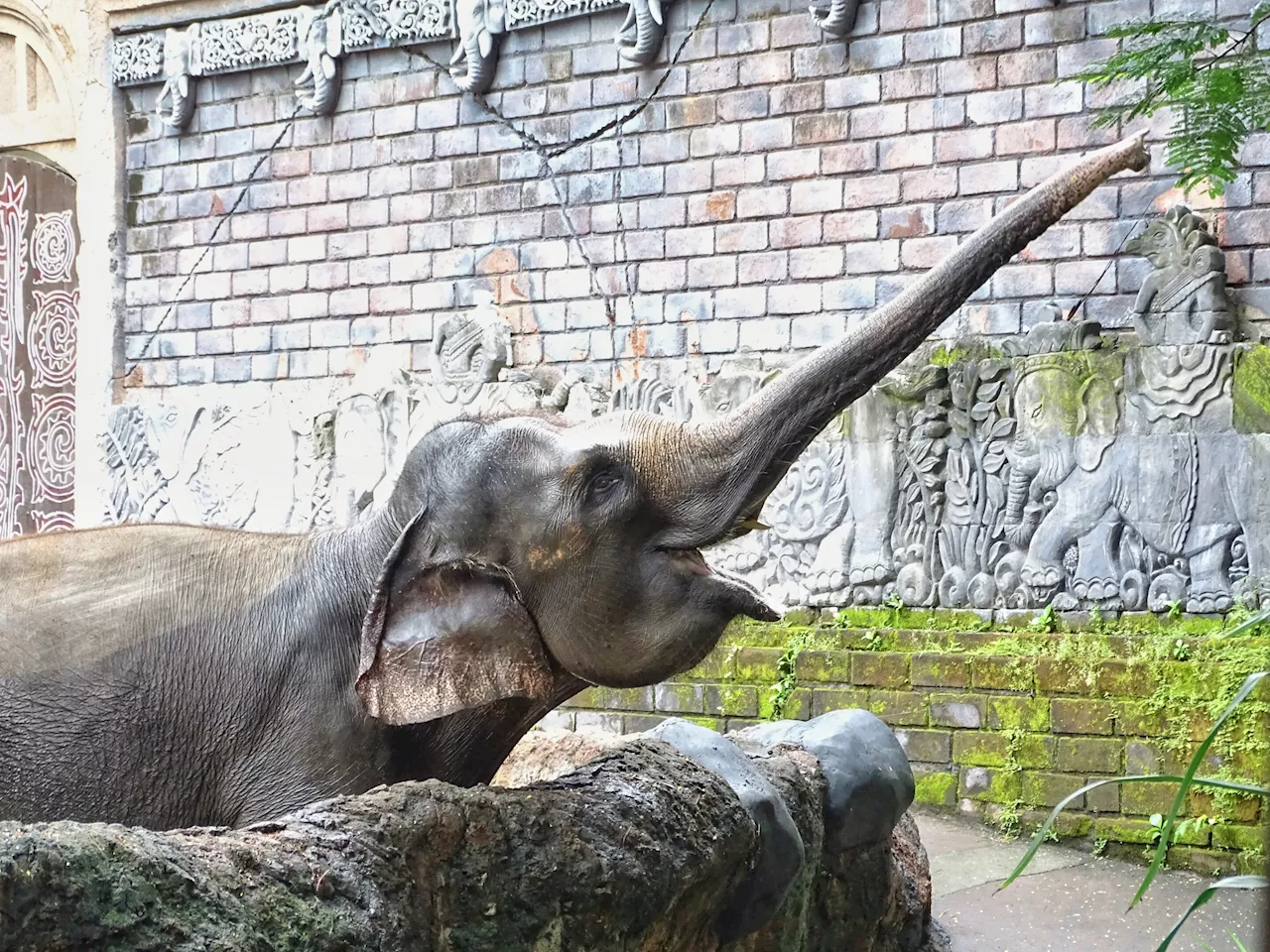 Elephant teeth: How they evolved to cope with climate change-driven dietary shifts