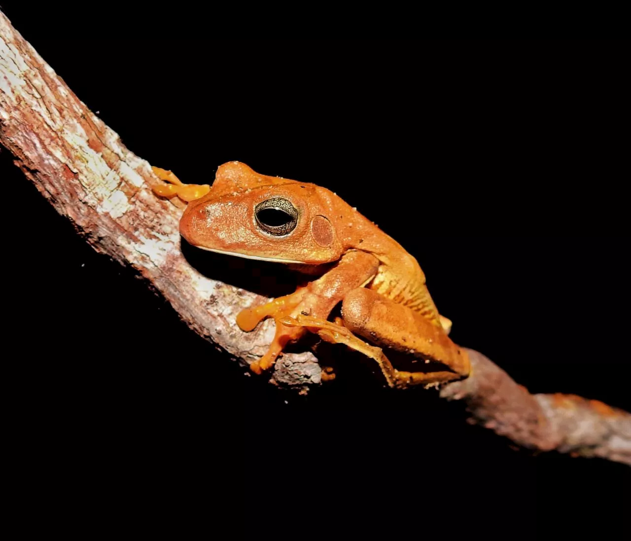 Global climate change, economic interests negatively impact amphibian diversity in Brazilian rainforest: Study