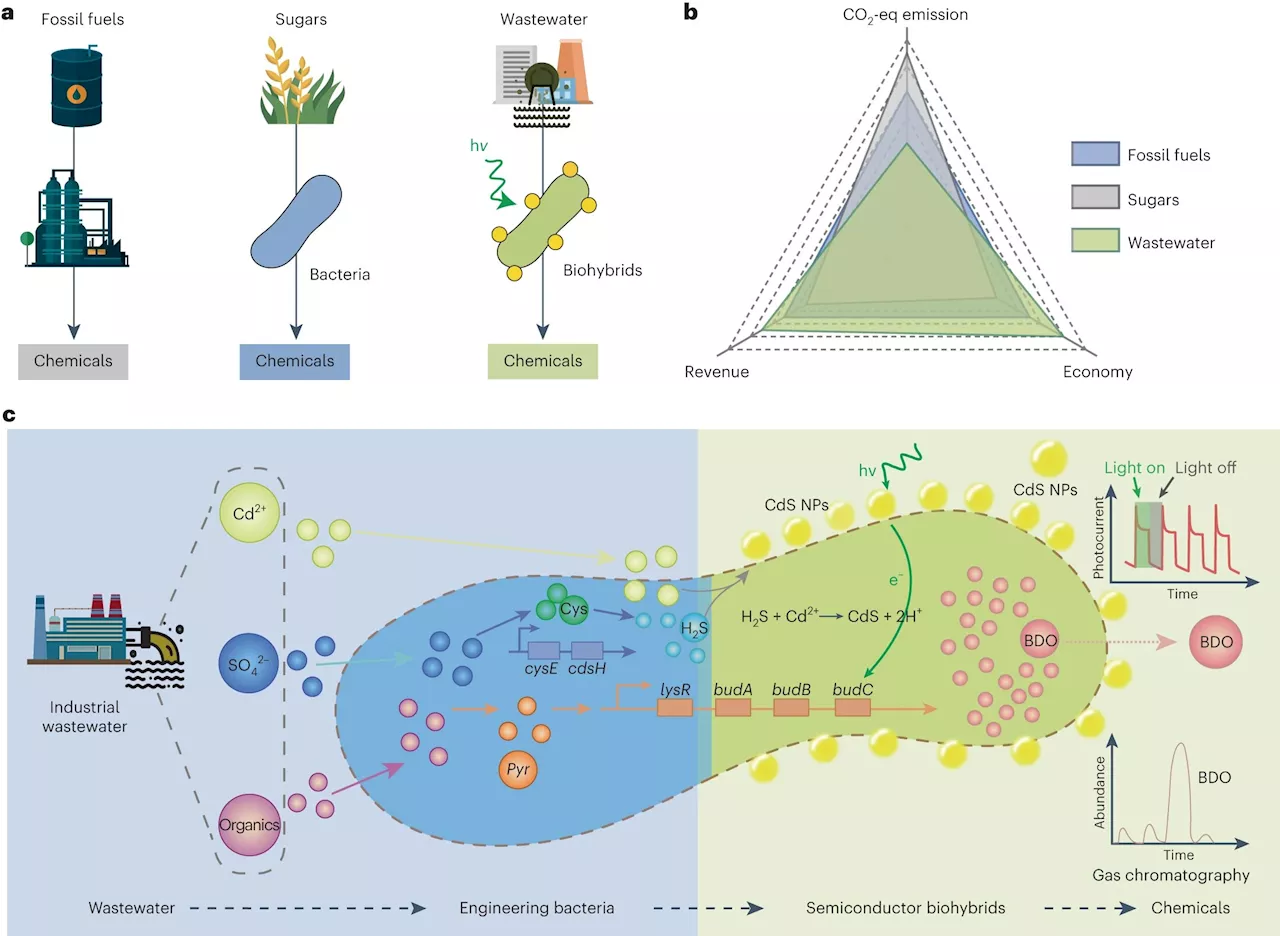 Transforming wastewater into valuable chemicals with sunlight