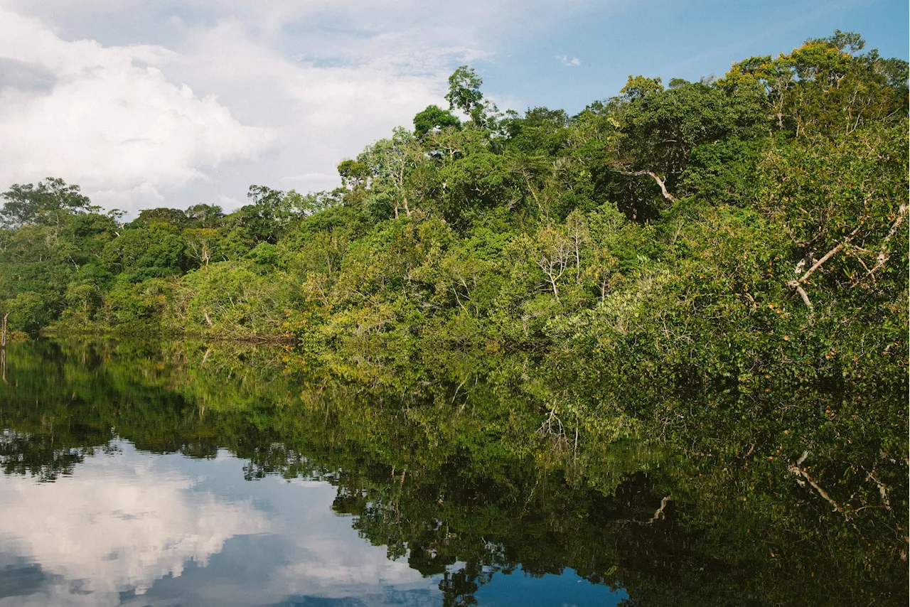 Wildfires threaten environmental gains in climate-crucial Amazon