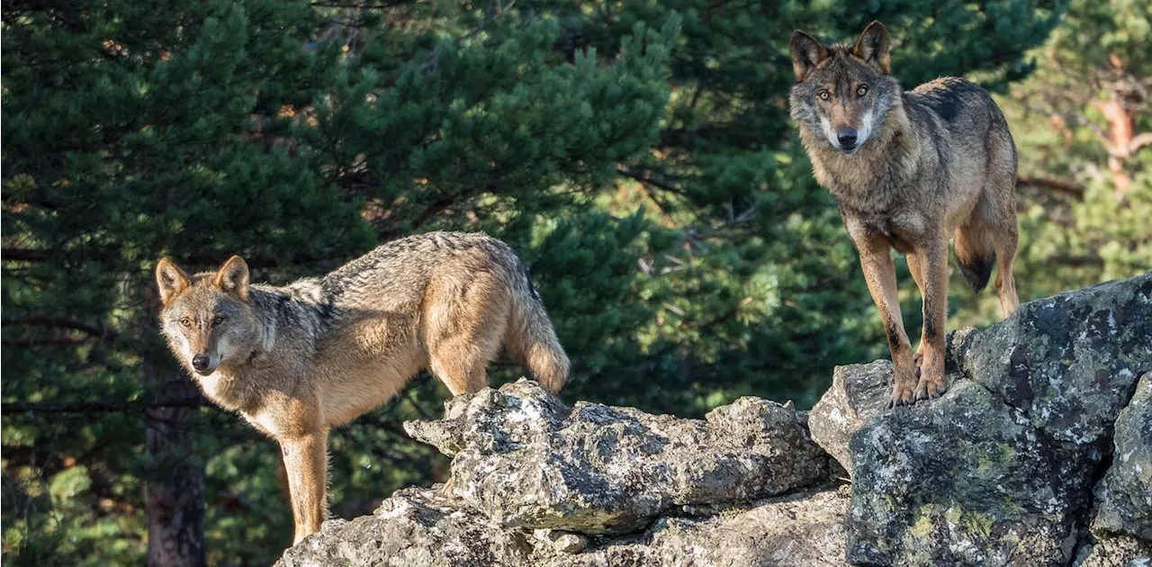 Wolf protection in Europe has become deeply political—Spain's experience tells us why