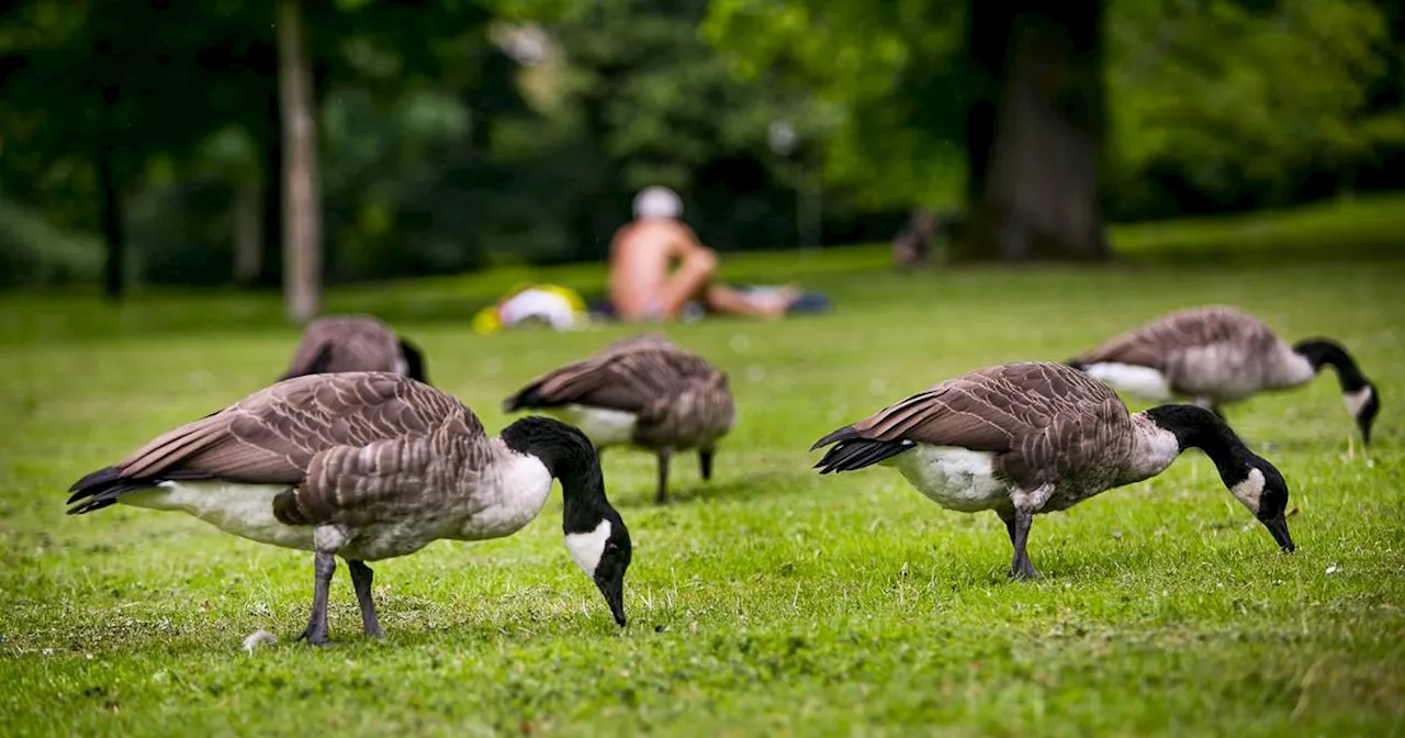 Gänse in Parks und Seen: Krefeld und Soest schießt auf Gänse