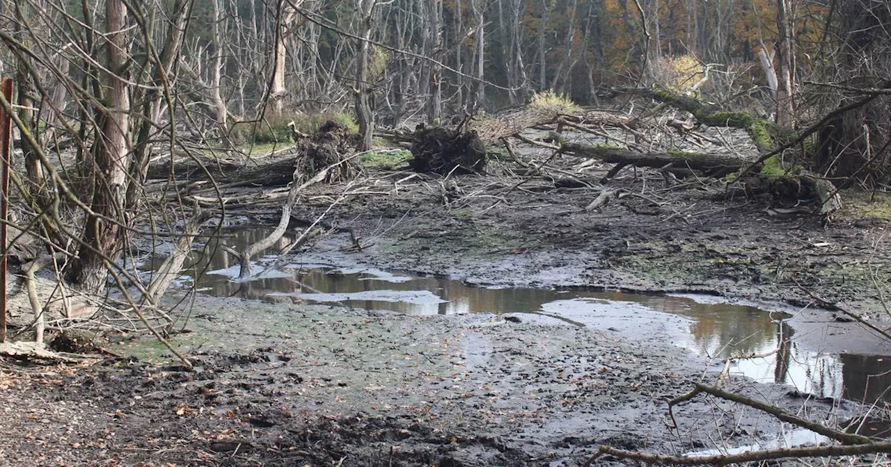 Groov'sche Loch in Neuss: Anwohner kritisieren Pläne der Verwaltung