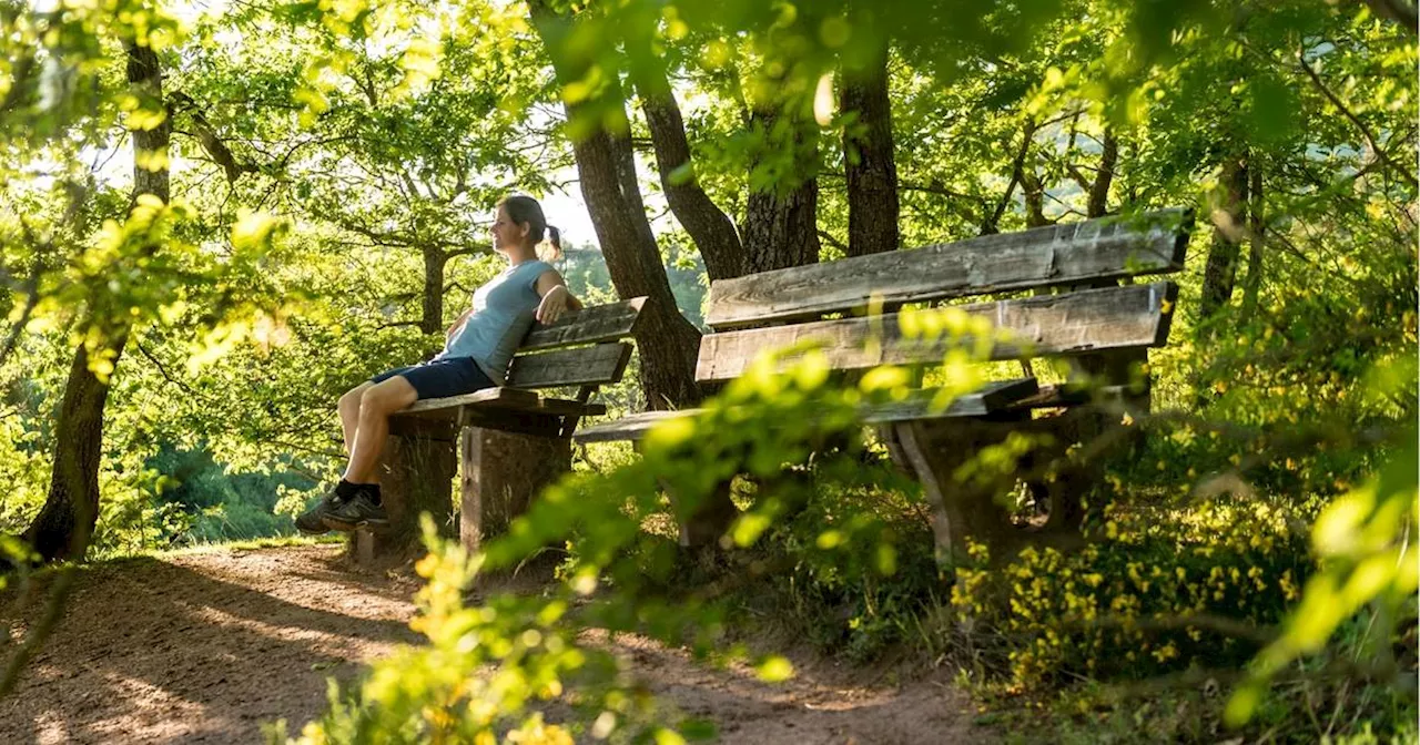 Leichlingen: Hilfe für den heimischen Wald