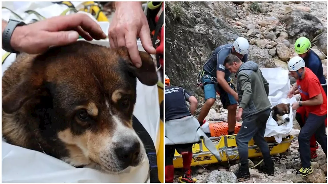 Bayern: Hund stürzt bei Gebirgswanderung in die Tiefe – Bergwacht rettet ihn