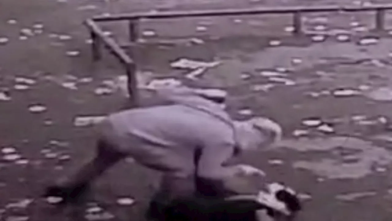 Scottish SPCA issues CCTV appeal after man caught hitting dog outside Clydebank shop