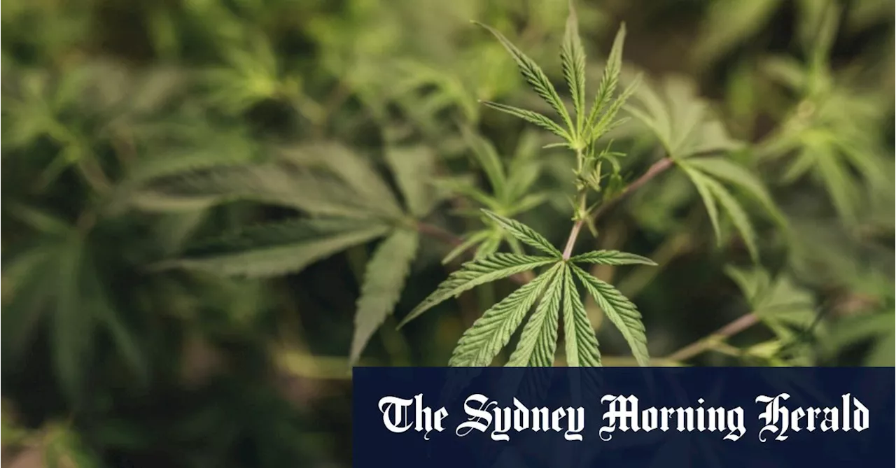 Green light for Victorian trial to assess medicinal cannabis drivers