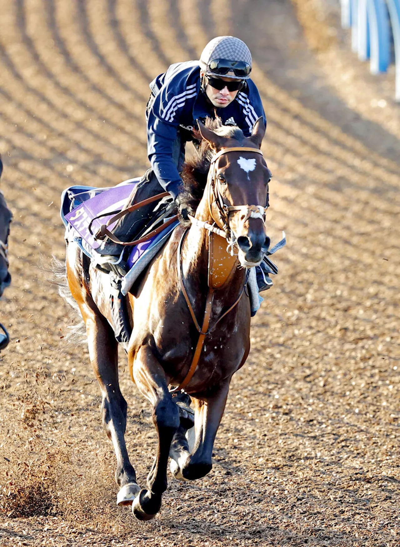 【菊花賞】タスティエーラ ぶっつけ本番は勝ち馬なしも前代未聞ローテで２冠挑む