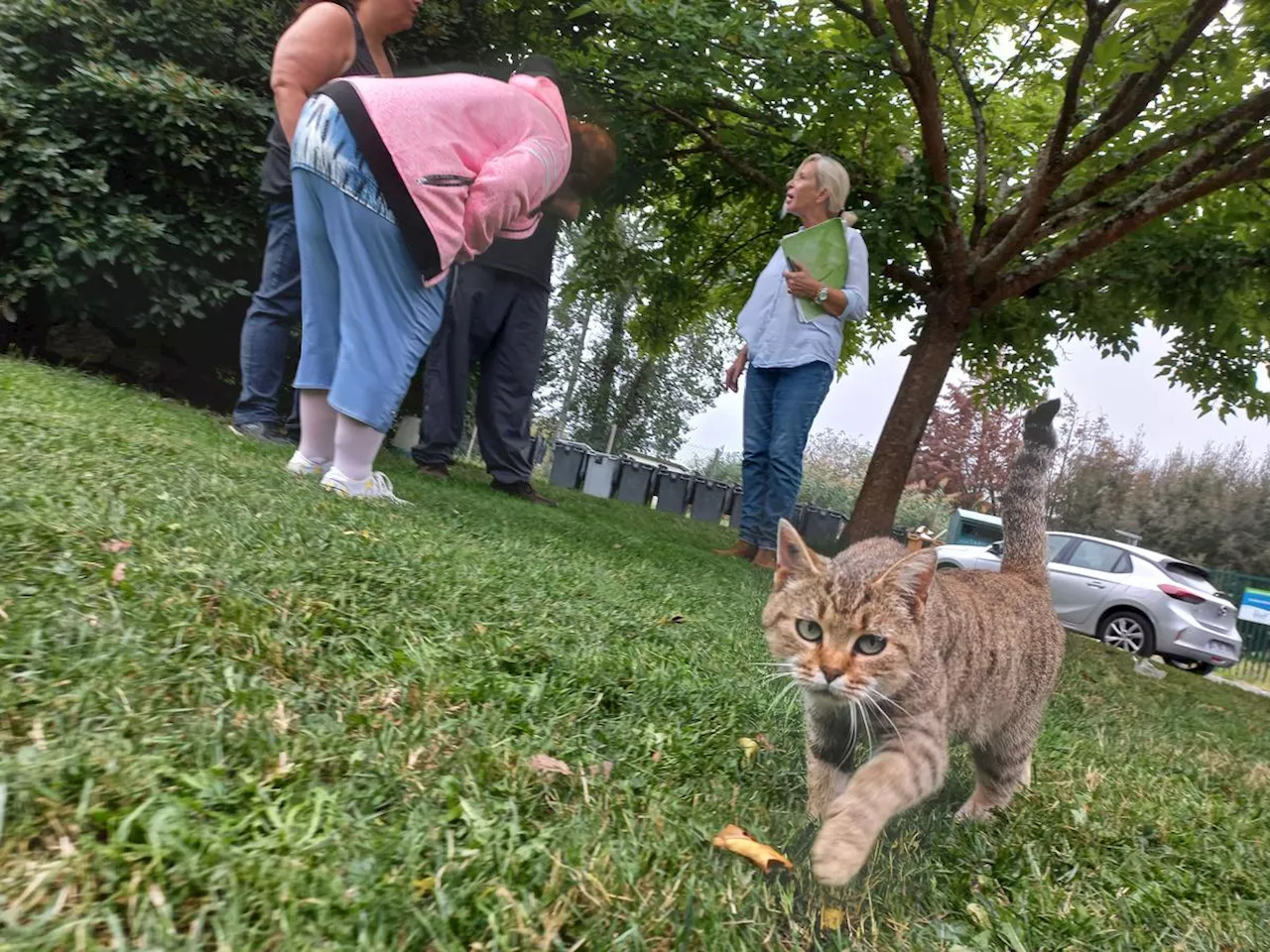 À Saint-Étienne-de-Fougères, le nourrissage des chats tourne au Clochemerle