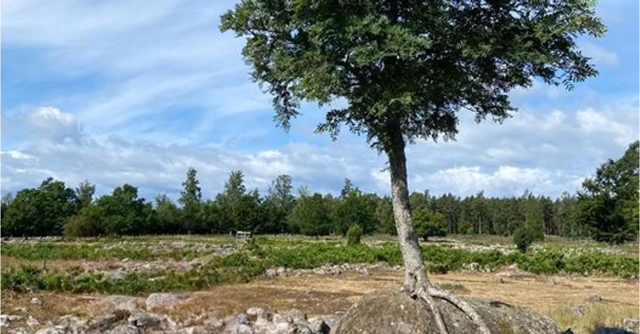 Årets knasigaste träd på Öland finns i Böda järnåldersby