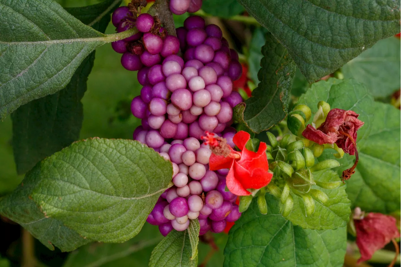 Choose Native Plants!