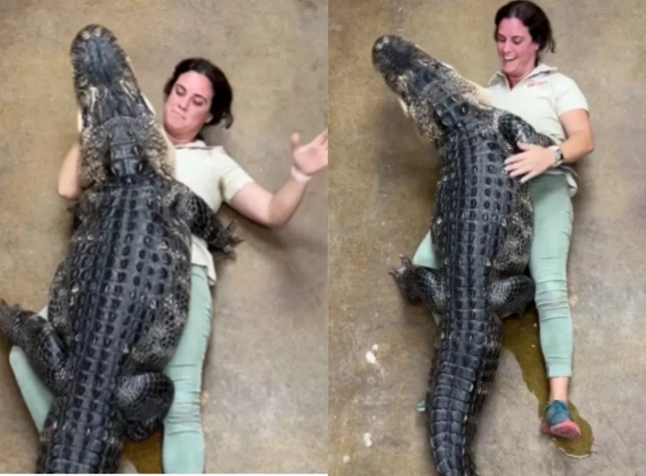 Bizarre Giant alligator hugs human tight, see what happens next (Video)(03)