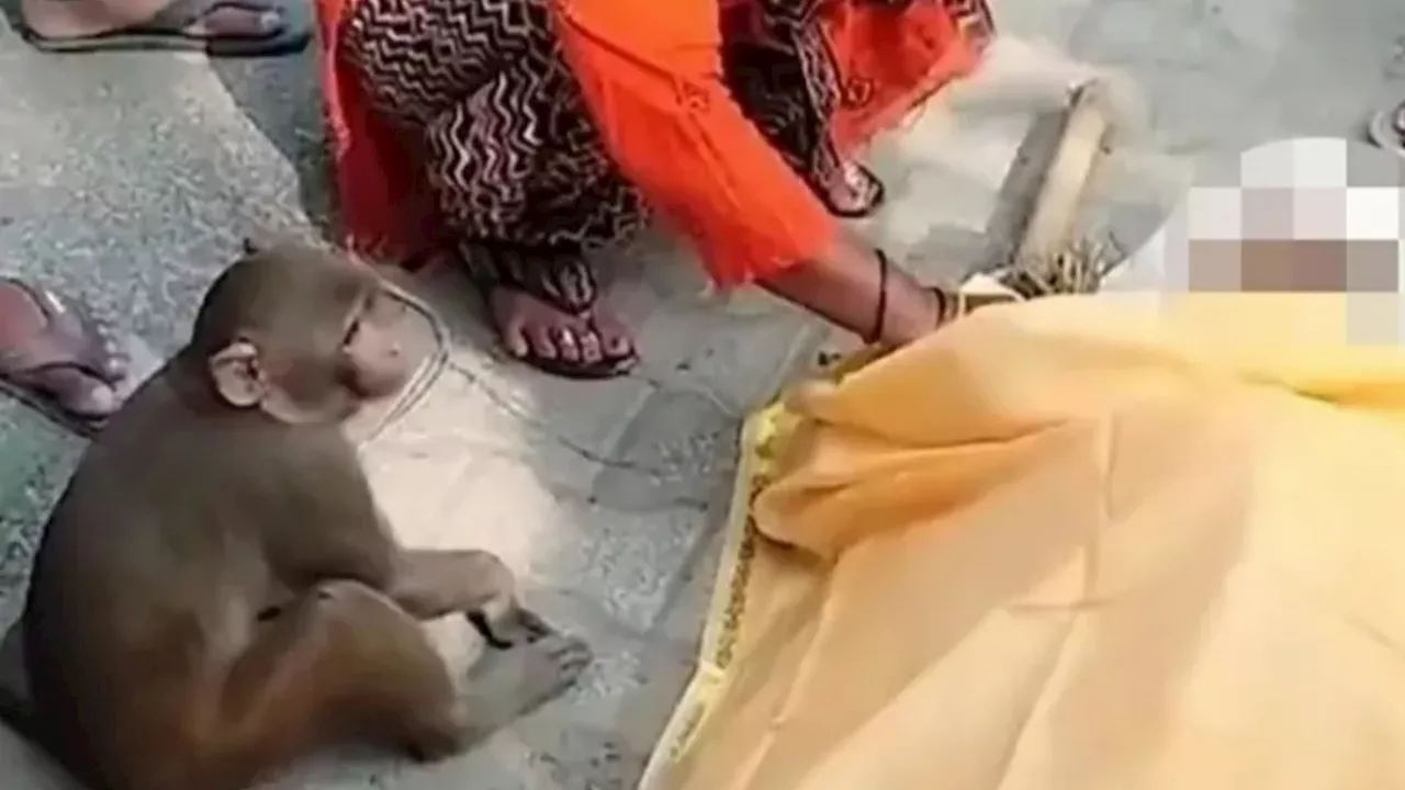 ‘Grieving’ monkey travels 25 miles with body of his human best friend to attend his funeral & refuses to le...