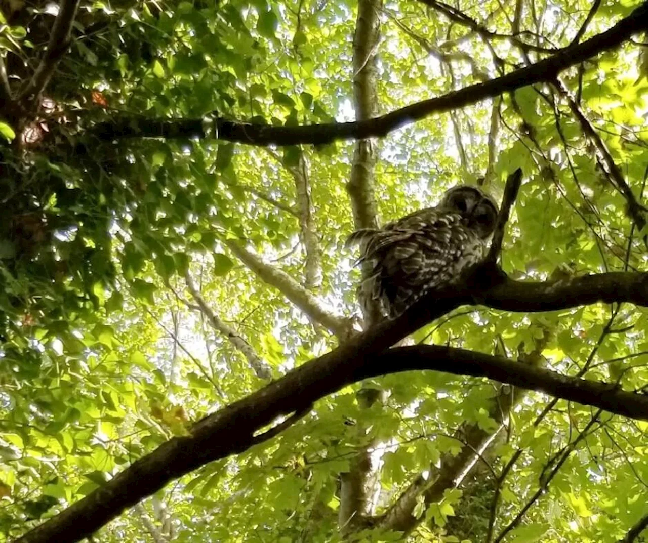 Sidney issues warning about aggressive owl in park