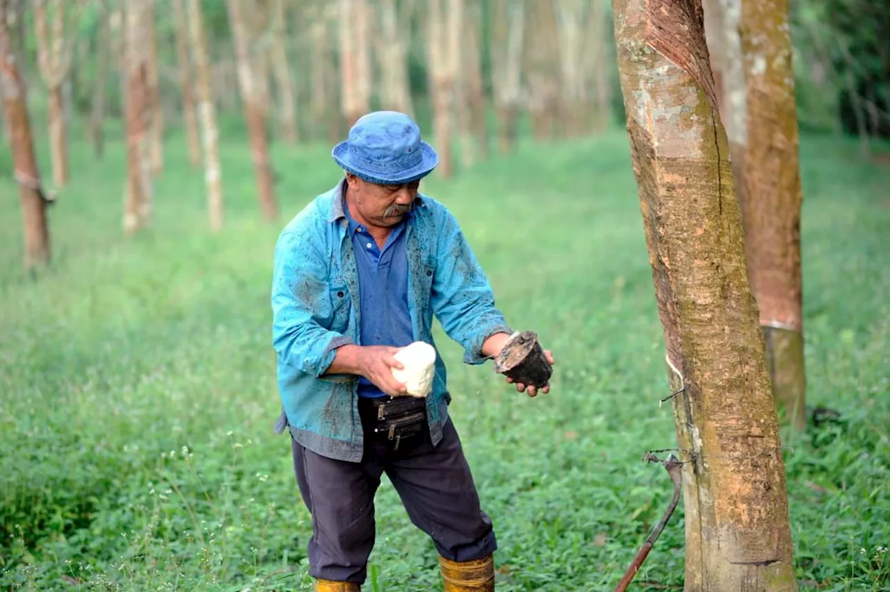 Tetap harga sekali sehari elak spekulasi rugikan penoreh