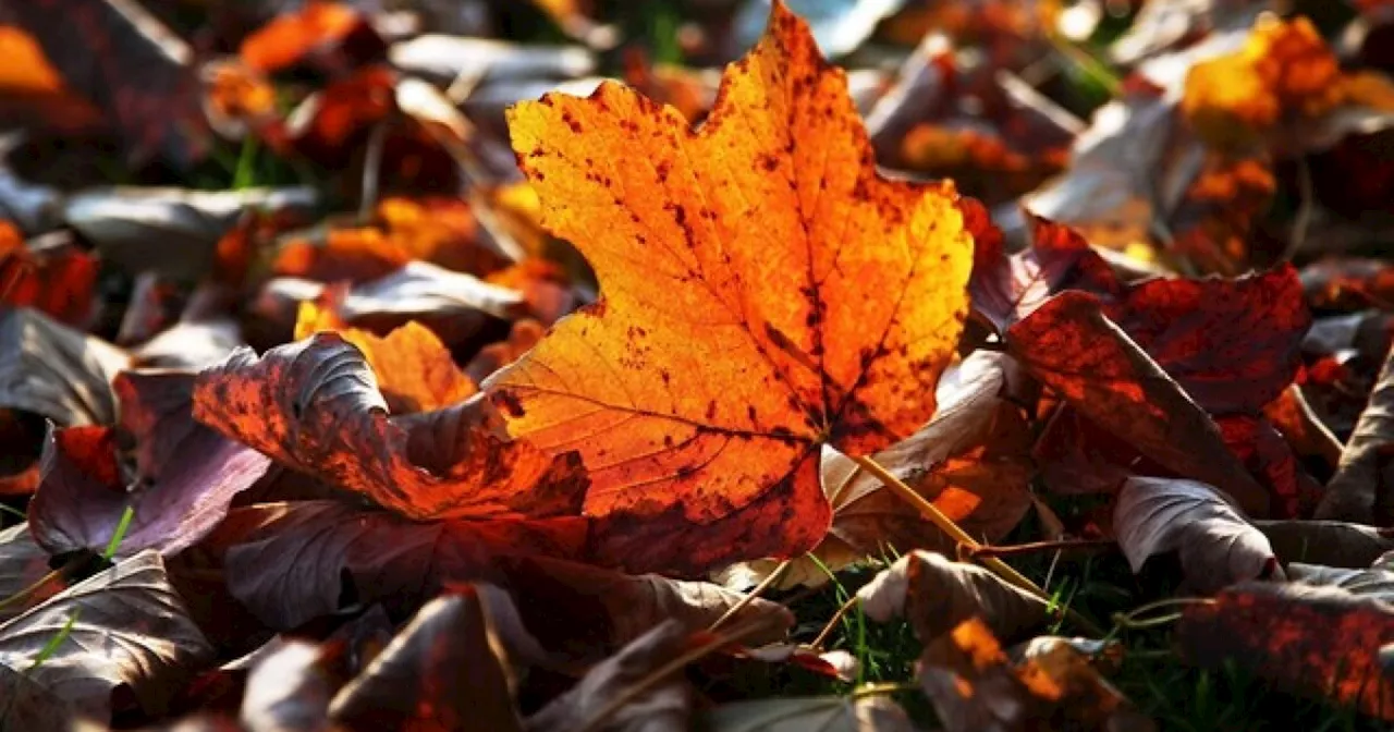 Indy DPW announces leaf collection dates for 2023