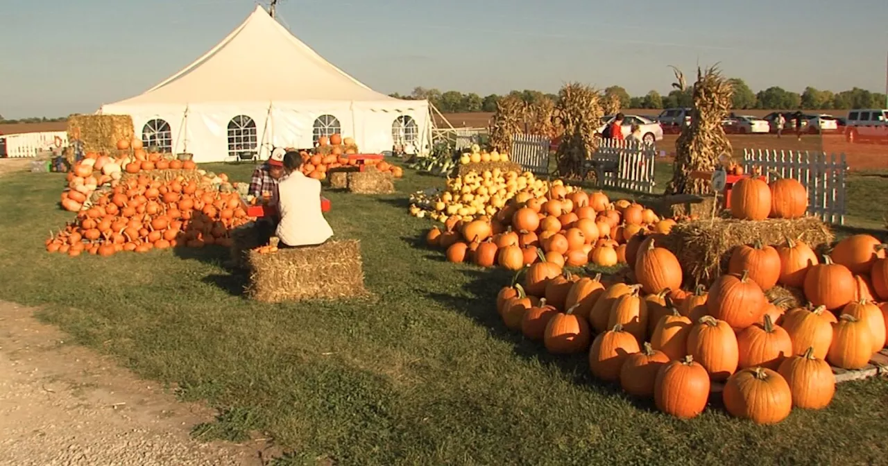 Unplug from technology and ground yourself this fall at Kelsay Farms