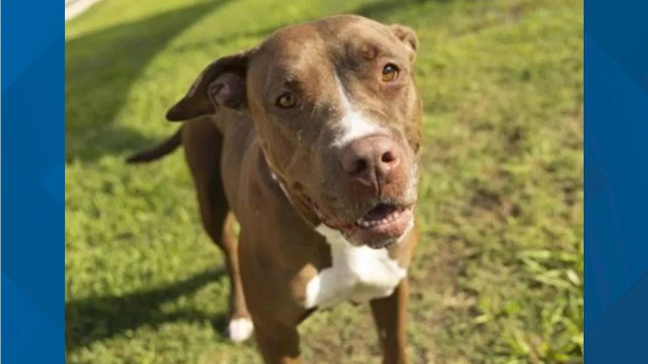 Arizona Humane Society offering free adoptions for pitties over a year old