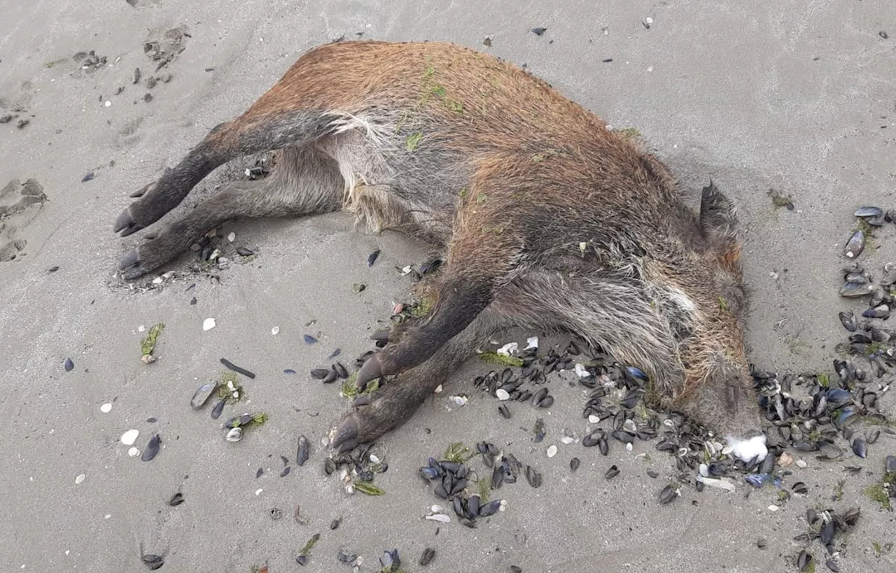 Bretagne : Le sanglier retrouvé sur une plage est mort d’une « cause infectieuse »