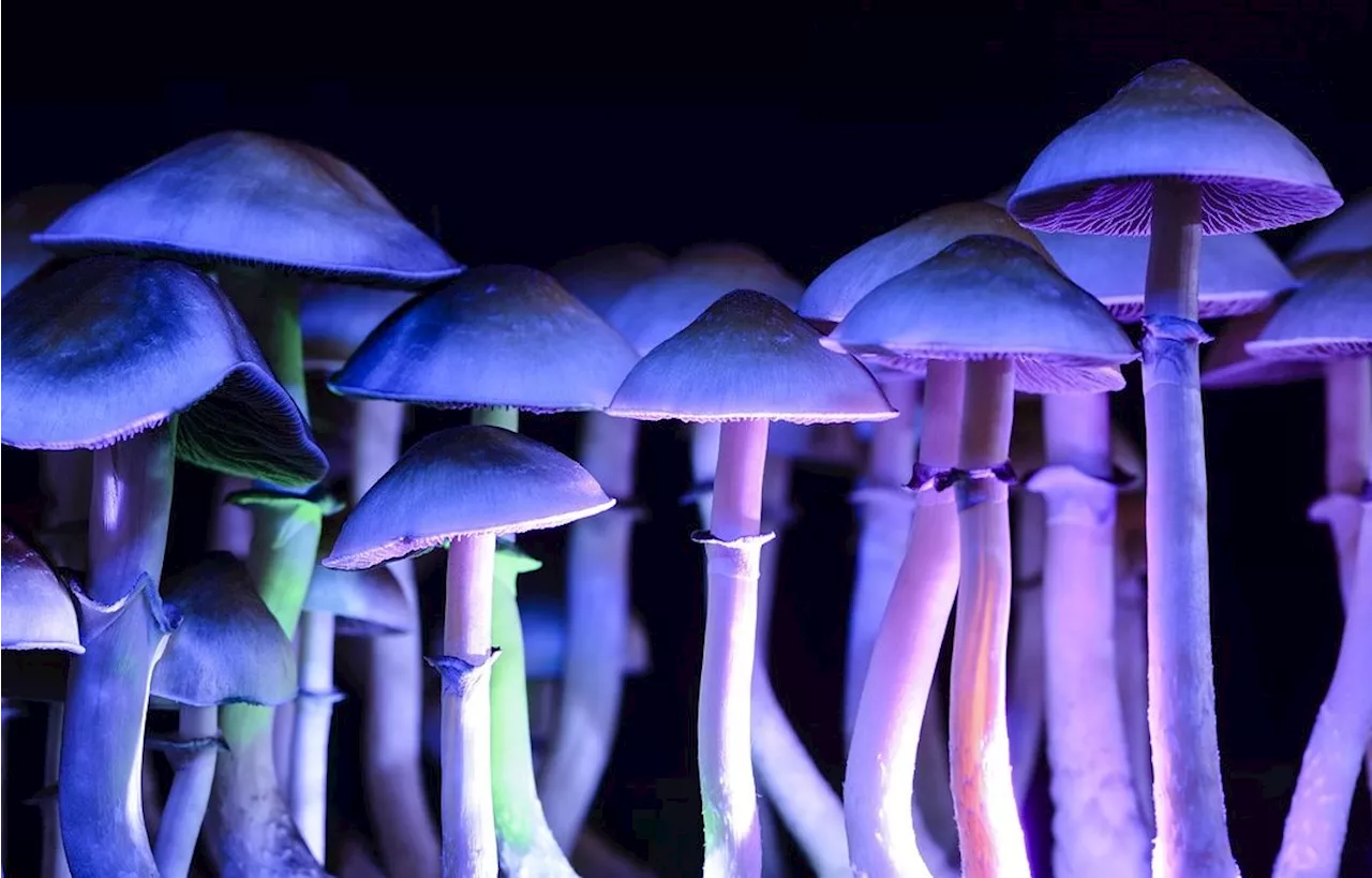 Mexique : Une sénatrice prend position pour la légalisation des champignons hallucinogènes