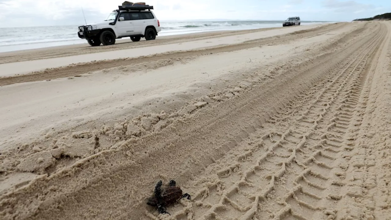 Four-wheel drive tracks on Bribie Island killing endangered baby turtles