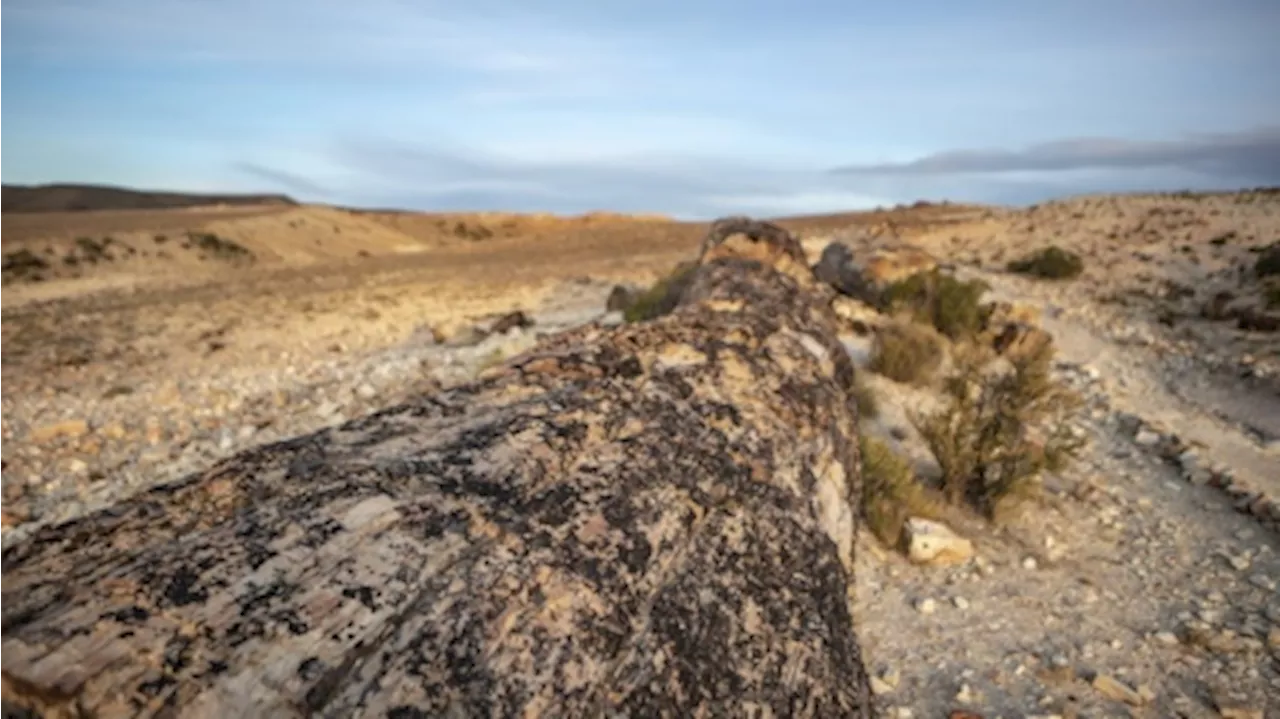 Neuquén declaró patrimonio cultural e histórico al bosque petrificado El Sauce