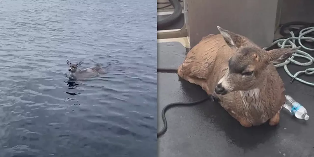 Deer struggling in cold Alaskan waters saved by wildlife troopers who give them a lift in their boat