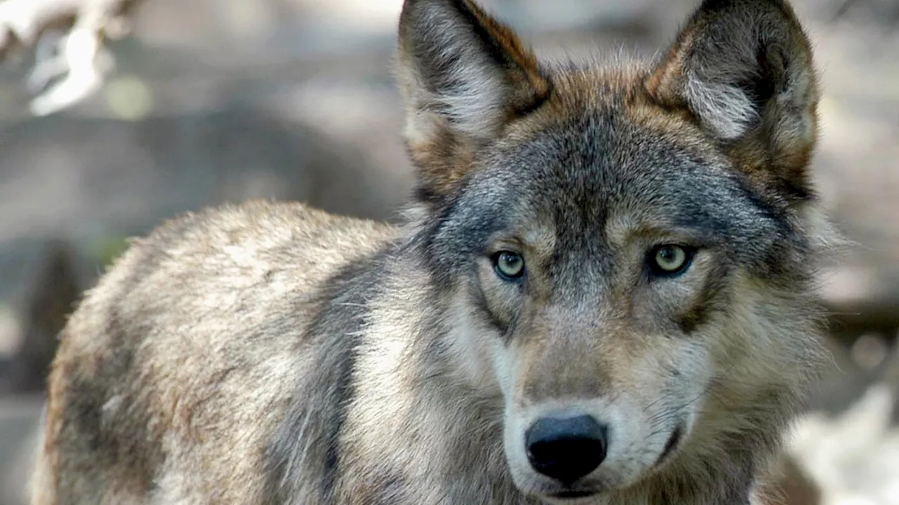 Wisconsin Senate is scheduled to pass a Republican bill to force setting a wolf hunt goal