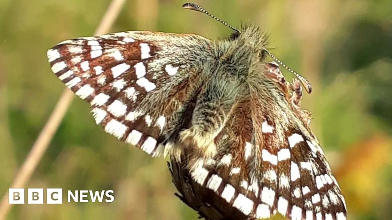 South Downs golf course becomes haven for rare butterflies