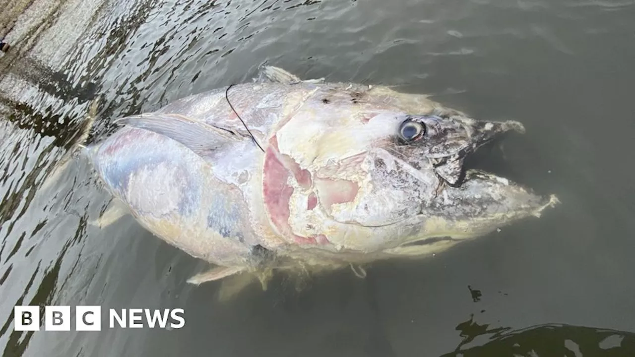 Tuna find signals species' return to UK waters, experts say