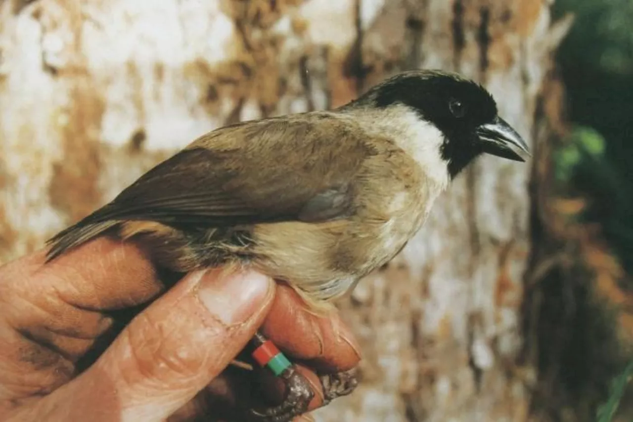 U.S. Just Declared 21 Species of Animals Extinct: 'It's a Wake-Up Call'