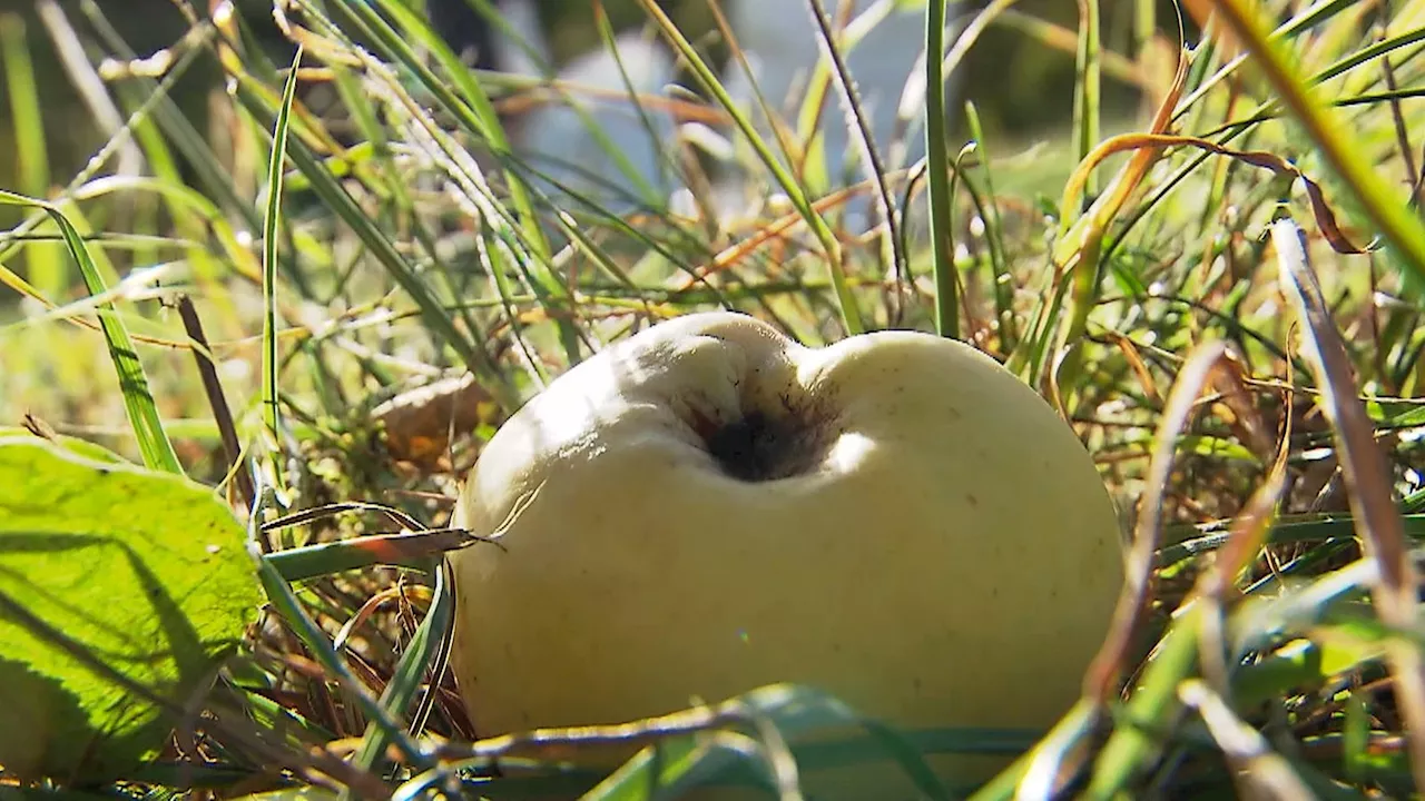 Apfelsaft aus heimischen Äpfeln wird rar