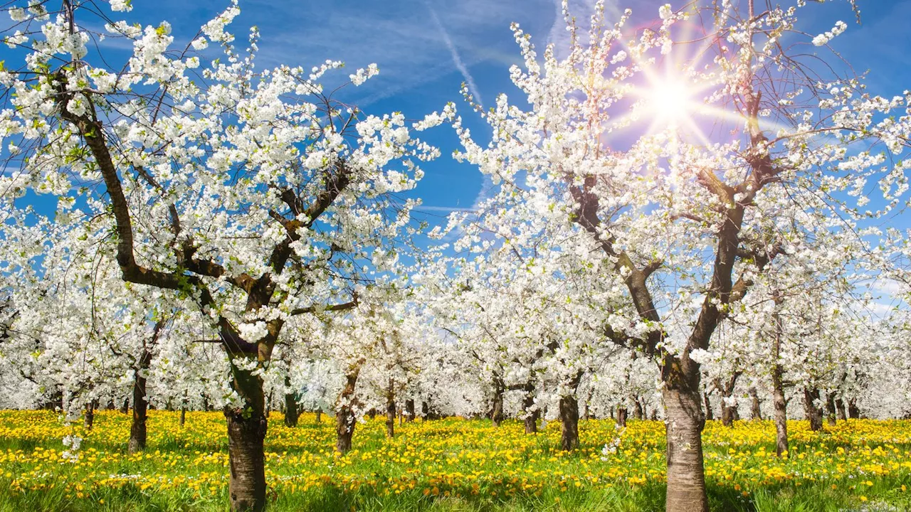 Sonnenschutz für Pflanzen: Forschungsprojekt in Hof