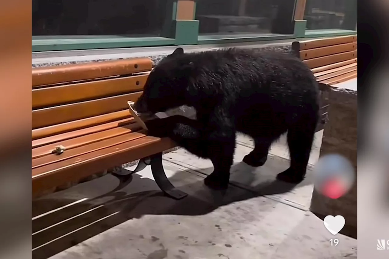 Investigation launched after extremely close encounters with bears in Whistler