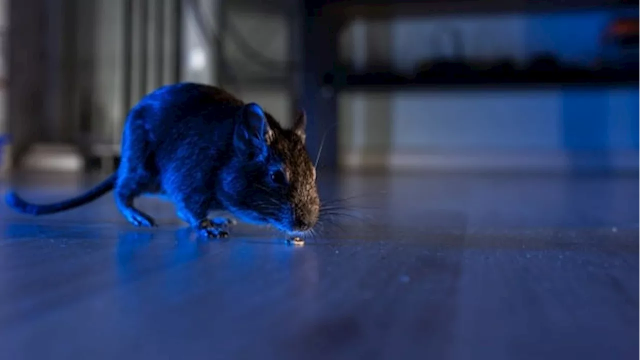 How to keep creatures and critters out of your home as it gets colder