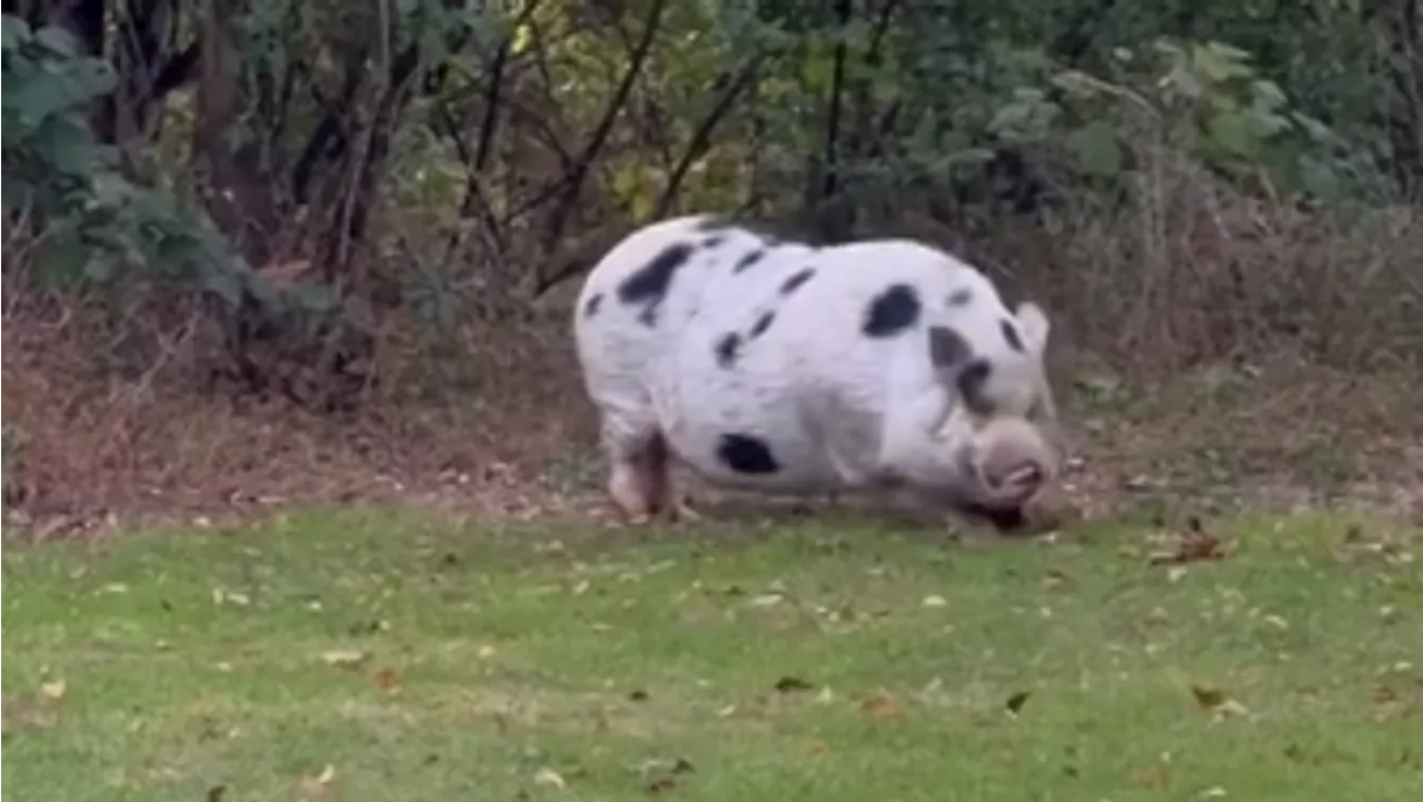 Pig named Kevin Bacon breaks loose in Adams Co.