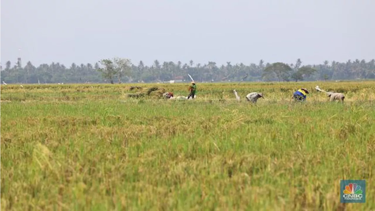 Demi Produksi Beras 35 Juta Ton, Plt Mentan Siapkan Hadiah