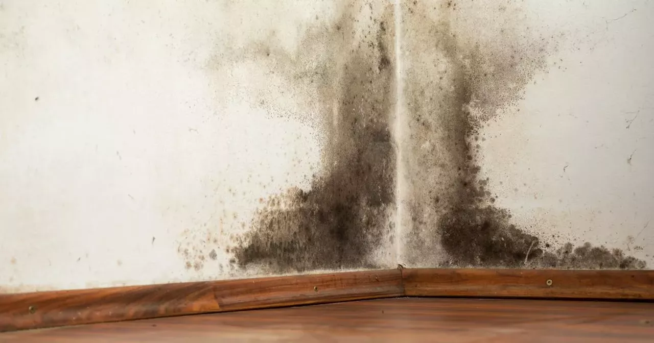 Woman shares free hack to banish mould in 'dark and damp' spaces in your home