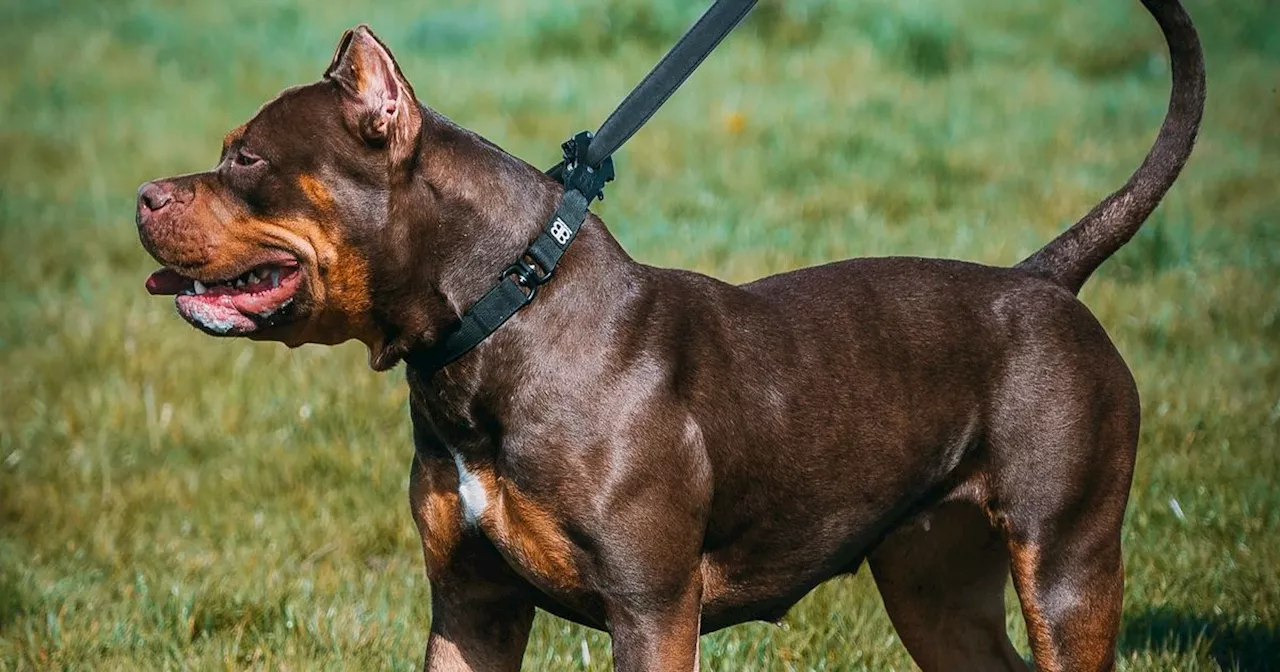 XL Bully shot dead at primary school after woman in her 60s attacked by pet