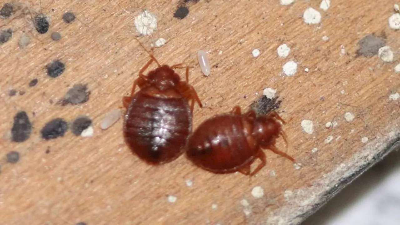 Now bedbug plague spreads to Wiltshire and Kent: Horrified locals in Swindon throw out infested...