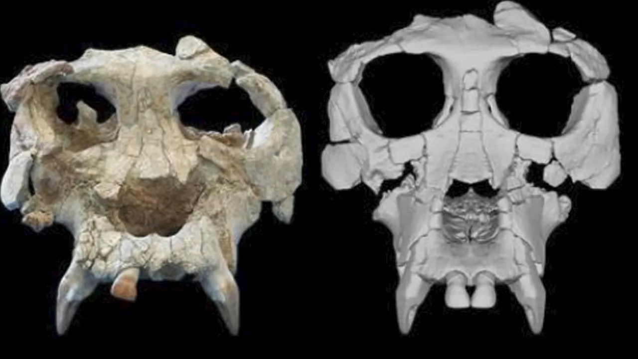 Scientists recreate face of ape species that lived about 12 million years ago and 'may be crucial to...