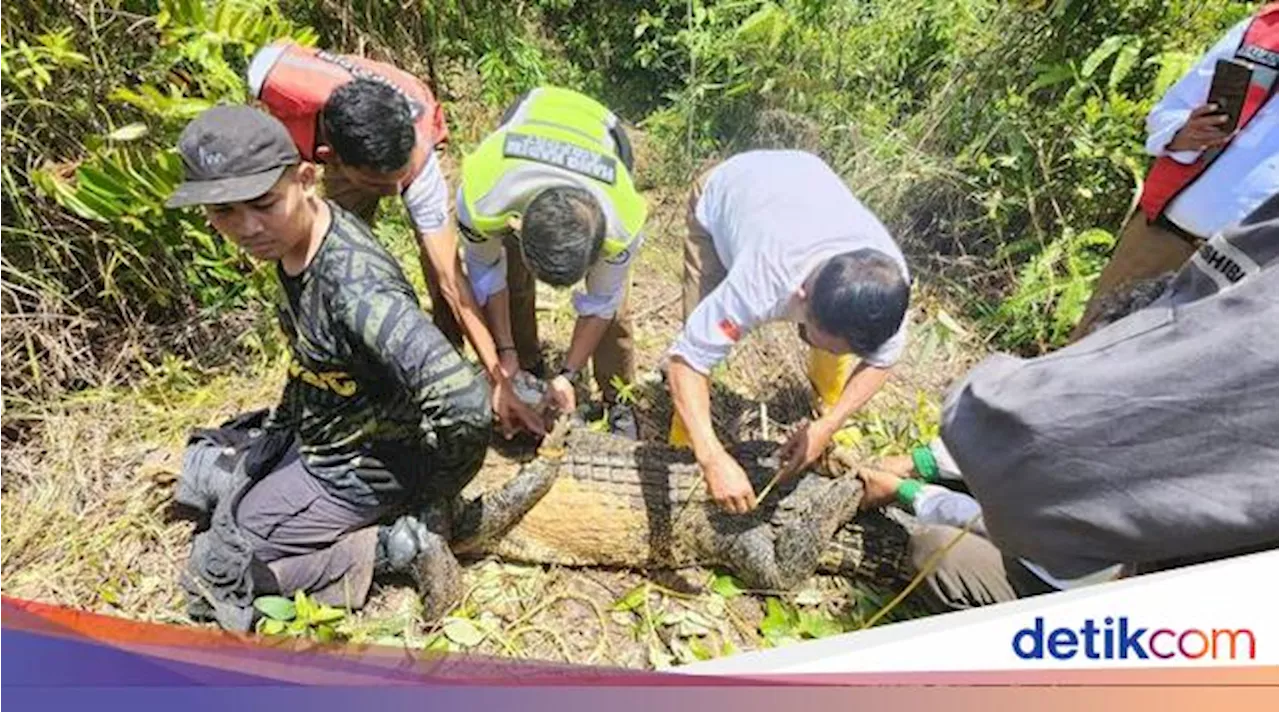 Petugas Bandara Hang Nadim Batam Tangkap Buaya 3 Meter di Terminal Kargo