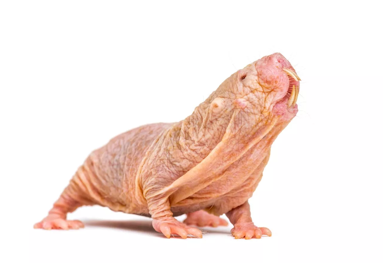 ​Forever Young? The Naked Mole Rat Teaches Scientists About Longevity