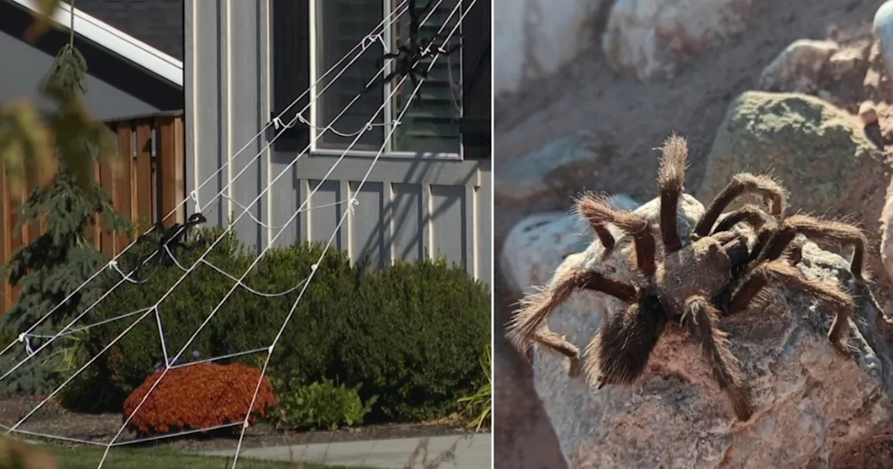 Utah tarantulas looking for love during Halloween, not to scare