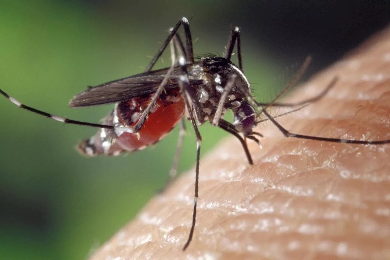 Moustique tigre : un cas de dengue 'autochtone' détécté dans le Val-de-Marne