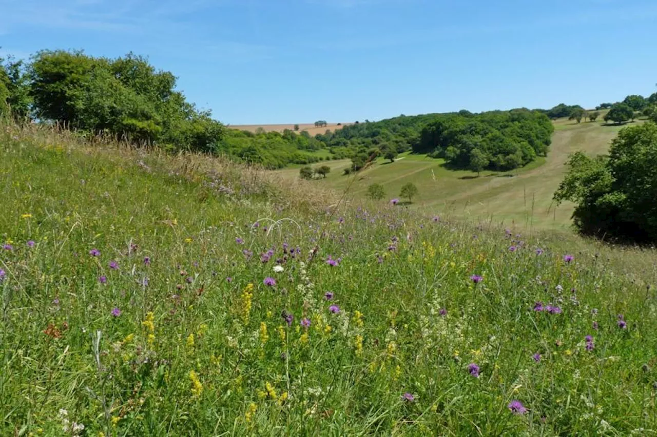 Golf course becomes haven for butterflies in South Downs National Park