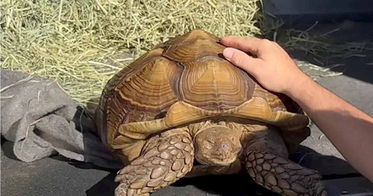 Tortoise called Frank the Tank found wandering in Richmond, B.C. needs new home