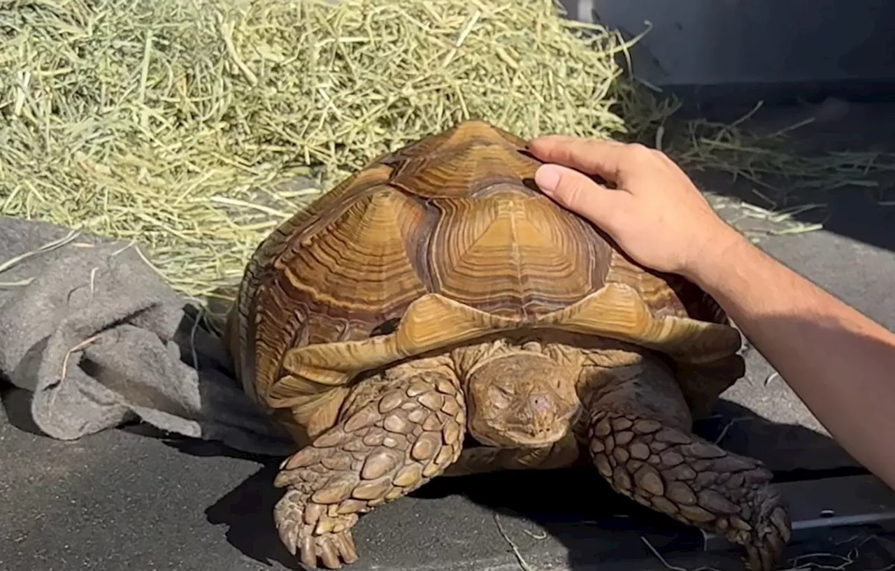 Lost tortoise dubbed ‘Frank the Tank’ found wandering in B.C. bok choy field