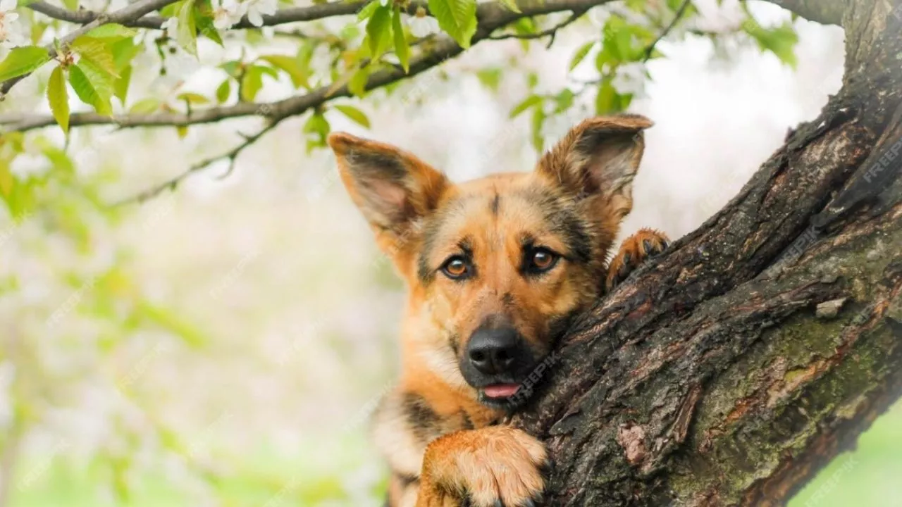 El árbol de fruta que está prohibido tener en casa si tienes un perro