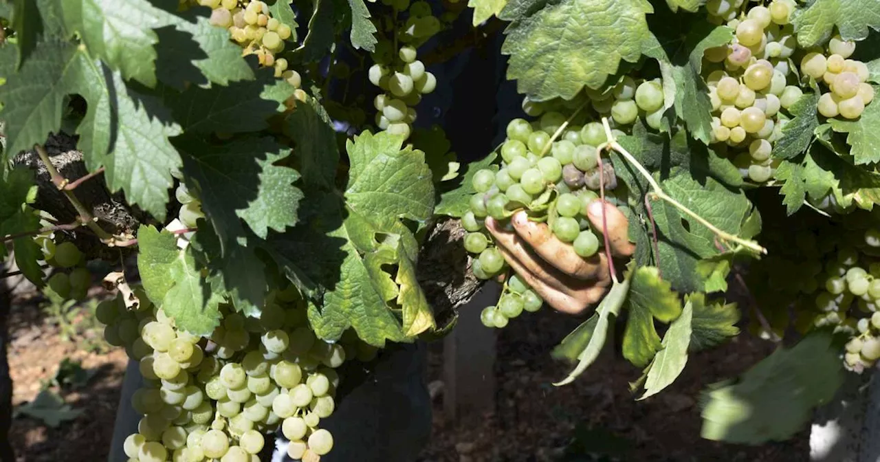 El Ejecutivo flexibiliza normas para ayudar al sector hortofrutícola y vino afectados por fenómenos climáticos